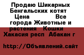 Продаю Шикарных Бенгальских котят › Цена ­ 17 000 - Все города Животные и растения » Кошки   . Хакасия респ.,Абакан г.